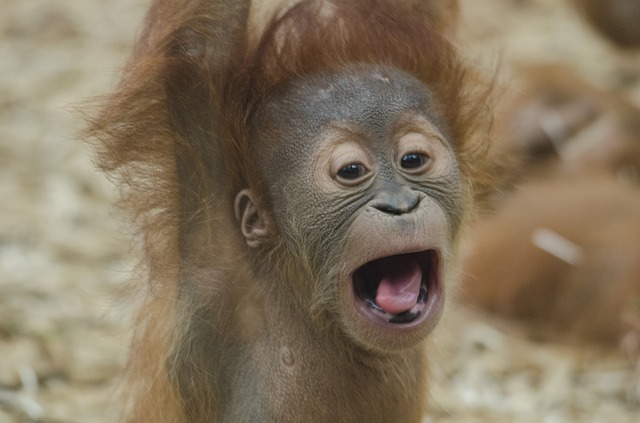 Mláďa orangutana.jpg