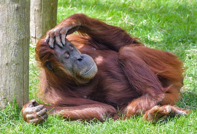 Orangutan červený.jpg