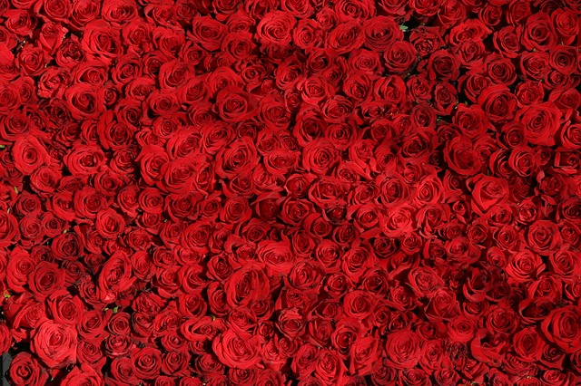 červené ruže.jpg