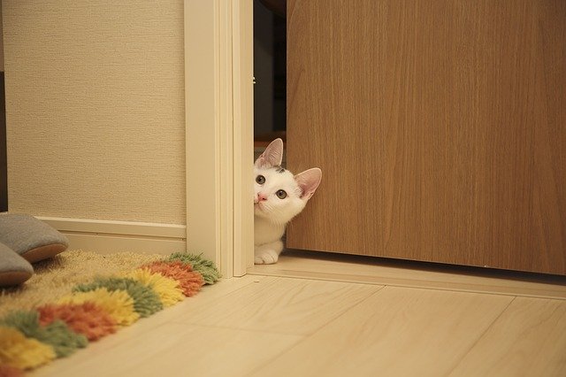Interiér, mačka vo dverách.jpg